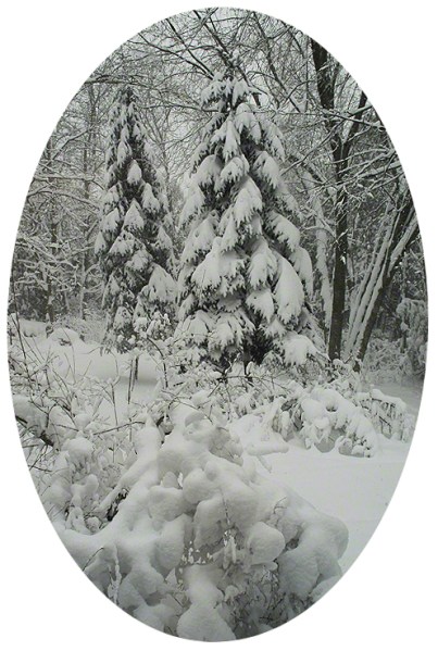 Snow Laden ~ Photo by Patrice Snow Laden ~ Photo by Patrice