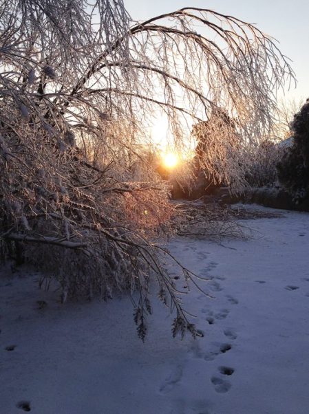 Ice Storm 2016 ~ Photo by Patrice