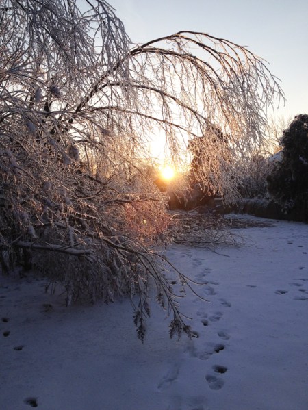 Ice Storm ~ 2016 Photo by Patrice