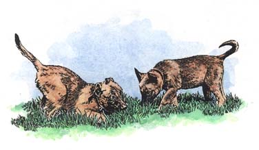 Mal pups ~ Illustration by Patrice