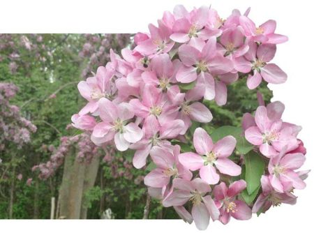 Spring Flowering Plum ~ Photo by Patrice Spring Flowering Plum ~ Photo by Patrice