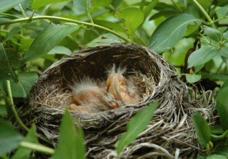 Baby Robins ~ Photo by Patrice Baby Robins ~ Photo by Patrice