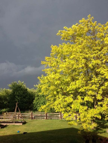 Bright Tree - Dark Sky ~ Photo by Patrice