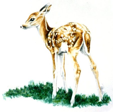 Fawn ~ Illustration by Patrice Fawn ~ Illustration by Patrice
