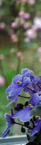 violets and pink flowers by Patrice