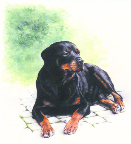 German Rottie ~ Painting by Patrice German Rottie ~ Painting by Patrice