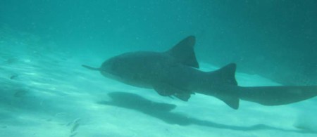 Nurse Shark ~ Photo taken in Punta Cana Nurse Shark ~ Photo taken in Punta Cana