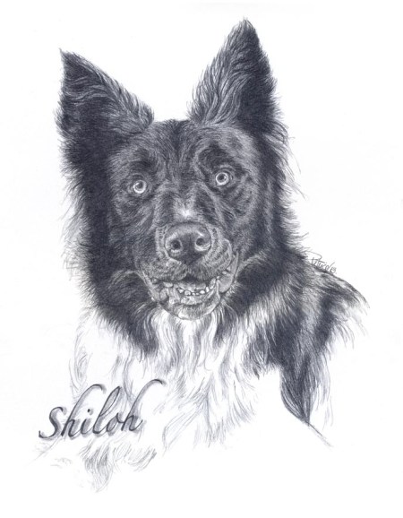 Shiloh ~ Pencil Art by Patrice