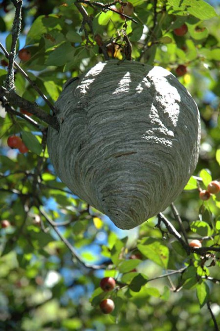Wasp Nest ~ photo by Patrice Wasp Nest ~ photo by Patrice