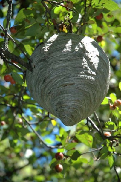 Wasp Nest ~ photo by Patrice