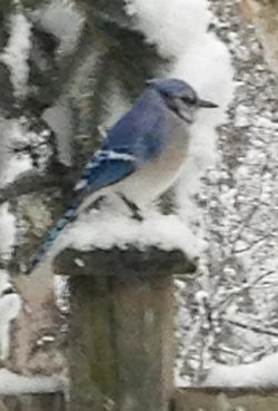 Winter Bluejay ~ Photo by Patrice Winter Bluejay ~ Photo by Patrice