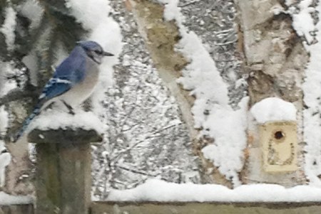 Winter Bluejay ~ Photo by Patrice