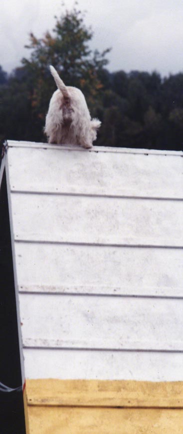 Agility Running ~ Photo by Patrice