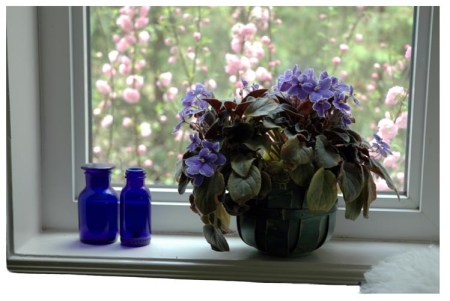 Blue Violets ~ Photo by Patrice Blue Violets ~ Photo by Patrice