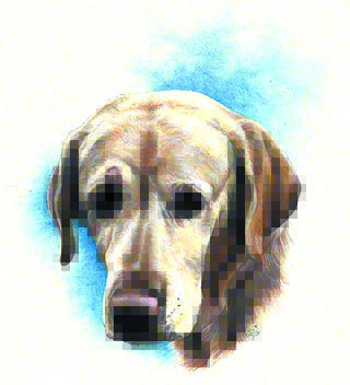 Connie Yellow Lab ~ Watercolour by Patrice Connie Yellow Lab ~ Watercolour by Patrice