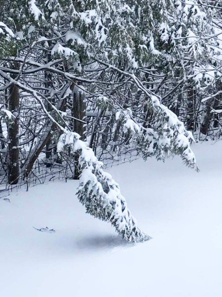 Spring-Winter Snowfall ~ Photo by Patrice Spring-Winter Snowfall ~ Photo by Patrice
