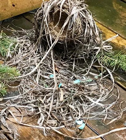 Broken Robin's Nest ~ Photo by Patrice Broken Robin's Nest ~ Photo by Patrice