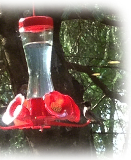 Hummingbird ~ photo by Patrice Hummingbird ~ photo by Patrice