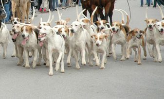 Fox Hounds on Parade - Photo by Patrice Fox Hounds on Parade - Photo by Patrice