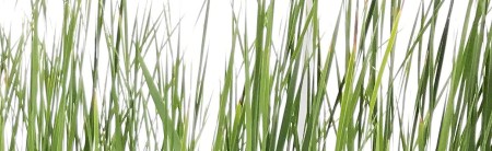Grasses - Photo by Patrice