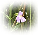 Purple Wildflower - Photo by Patrice Purple Wildflower - Photo by Patrice