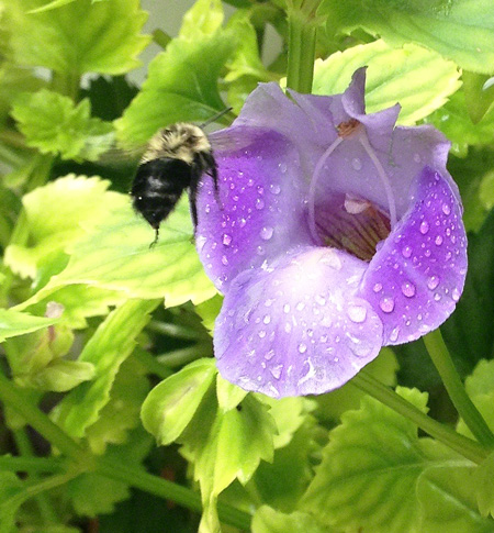 Bumblebee working ~ Photo by Patrice