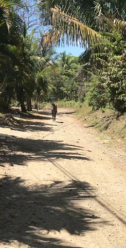 Horse on a path ~ Photo by Patrice Horse on a path ~ Photo by Patrice
