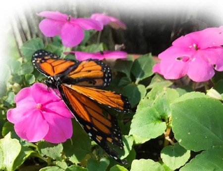 Monarch Butterfly ~ Photo by Patrice Monarch Butterfly ~ Photo by Patrice