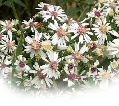 Daisy Flowers ~ Photo by Patrice