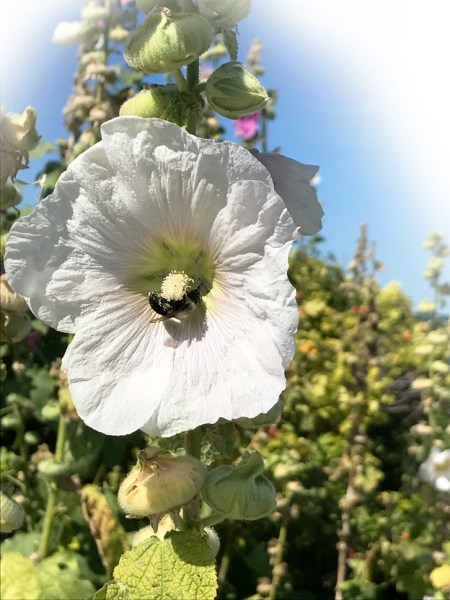 Hollyhock & Bee ~ Photo by Patrice Hollyhock & Bee ~ Photo by Patrice