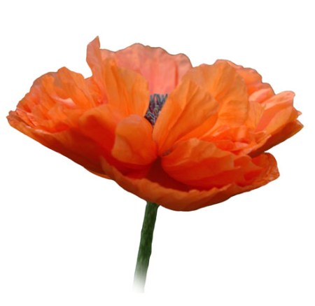 Poppy in Remembrance ~ Photo by Patrice Poppy in Remembrance ~ Photo by Patrice