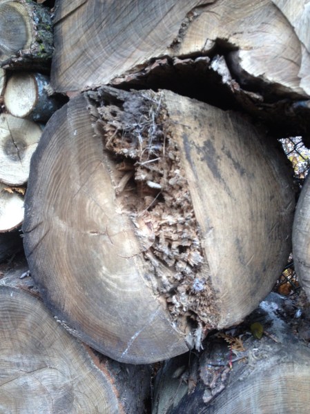 Circle of Wood ~ Photo by Patrice