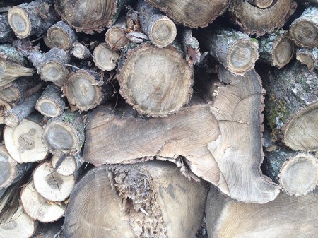 Pile of Wood ~ Photo by Patrice