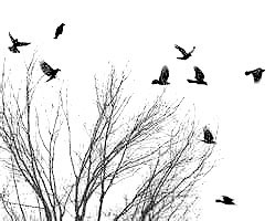 Flying Crows ~ image courtesy of Stock Photos Flying Crows ~ image courtesy of Stock Photos