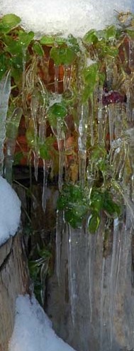 Icicle Plants ~ Photo by Patrice Icicle Plants ~ Photo by Patrice
