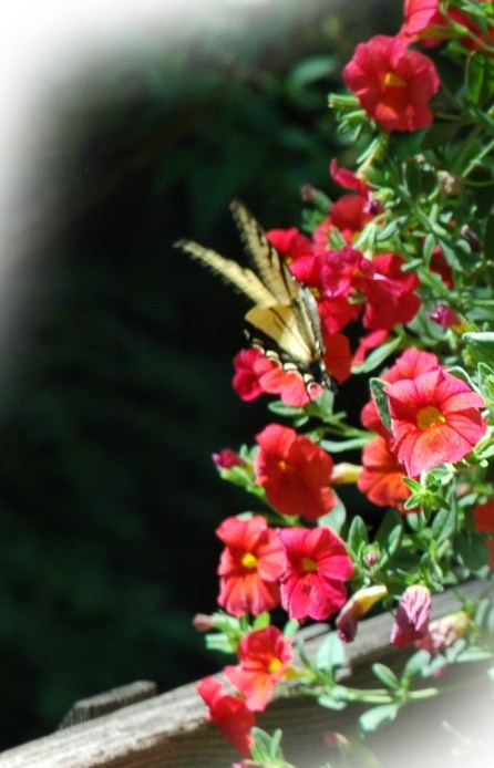 Butterfly ~ Photo by Patrice