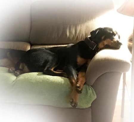 Rottie Sleeping ~ Photo by Patrice