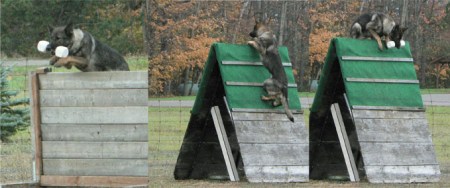 Schutzhund 01 ~ Aggy