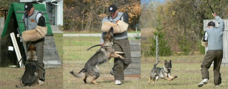 Schutzhund 02 ~ Aggy