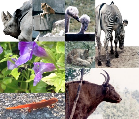 Animal Collection ~ Photos by Patrice