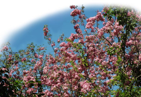 Pink Spring Blossoms ~ Photo by Patrice Pink Spring Blossoms ~ photo by Patrice