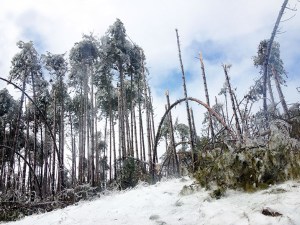 Broken Trees ~ Photo by Patrice Broken Trees ~ Photo by Patrice
