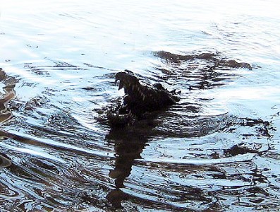 Crocodile ~ Photo by Patrice Crocodile ~ Photo by Patrice