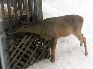 Deer Eating Seeds ~ Photo by Patrice Deer Eating Seeds ~ Photo by Patrice