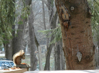 Seeds, Tree and Squirrel ~ Photo by Patrice Seeds, Tree and Squirrel ~ Photo by Patrice