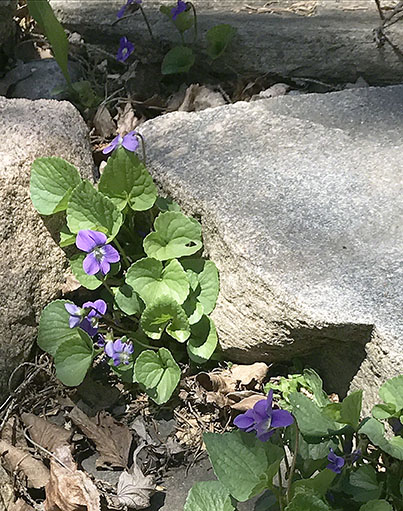 Wood Violets ~ Photo by Patrice Wood Violets ~ Photo by Patrice