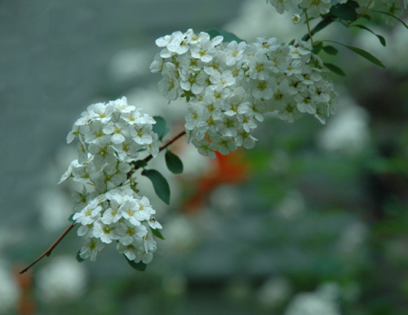 Spierea Blossoms ~ Photo by Patrice Spierea Blossoms ~ Photo by Patrice