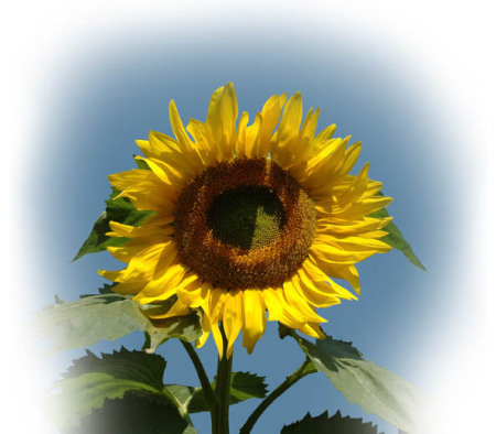 Sun Flower ~ Photo by Patrice Sun Flower ~ Photo by Patrice