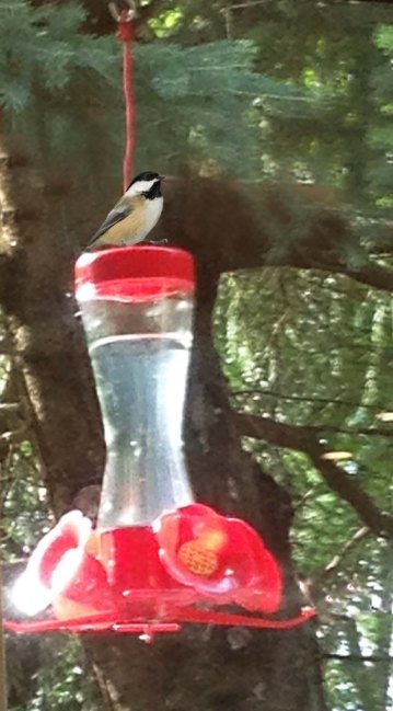 Chickadee on Feeder