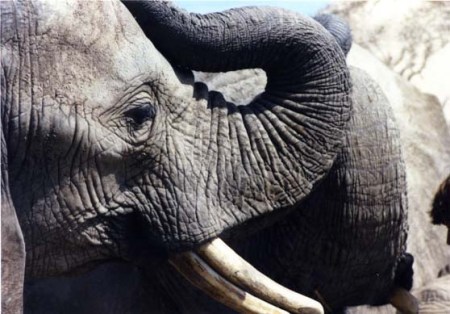 Elephants from the Toronto Zoo, now in the PAWS Wildlife Sanctuary in California ~ Photo by Patrice